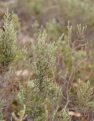 Olearia floribunda