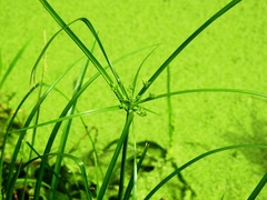 Cyperus laxus