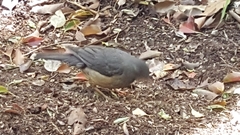 Turdus olivaceus olivaceus