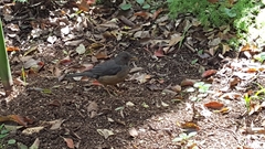 Turdus olivaceus olivaceus