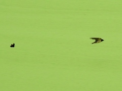 Battus polydamas