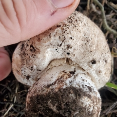 Agaricus pattersoniae
