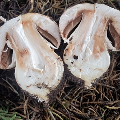 Agaricus pattersoniae