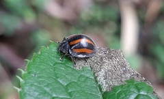 Toxotoma monovittata