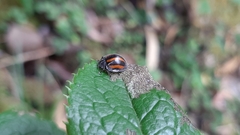 Toxotoma monovittata