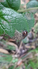 Toxotoma monovittata