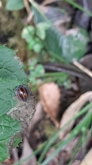 Toxotoma monovittata