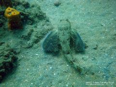 Dactylopterus volitans