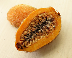 Ficus cucurbitina