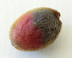 Ficus cucurbitina