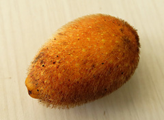 Ficus cucurbitina