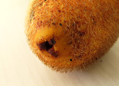 Ficus cucurbitina