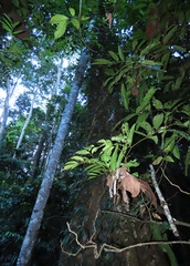 Ficus cucurbitina