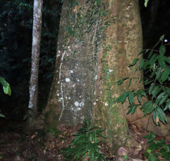 Ficus cucurbitina