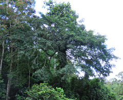 Ficus cucurbitina