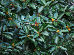 Ficus cucurbitina