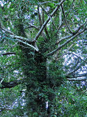 Ficus cucurbitina