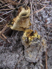 Scleroderma meridionale