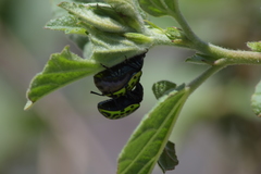Calligrapha mexicana