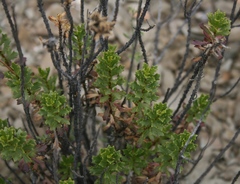 Chascanum cuneifolium