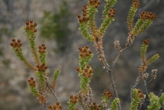 Oedera squarrosa