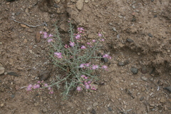 Mesembryanthemum junceum