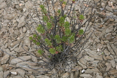 Chascanum cuneifolium
