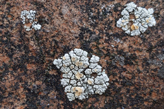 Rhizoplaca subdiscrepans