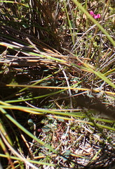 Indigofera sp3