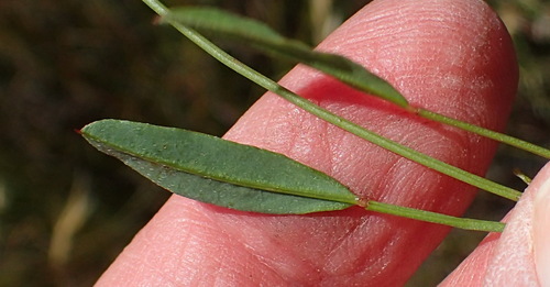 Image of Indigofera sp3 by (c) Nicola van Berkel, some rights reserved (CC BY-SA)