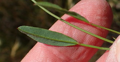 Indigofera sp3