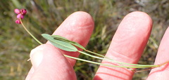 Indigofera sp3