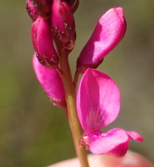 Indigofera sp3