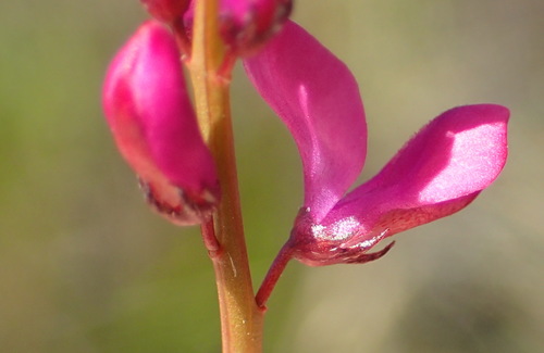 Image of Indigofera sp3 by (c) Nicola van Berkel, some rights reserved (CC BY-SA)