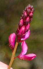 Indigofera sp3