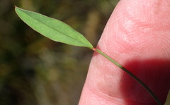 Indigofera sp3