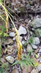 Carex lancea