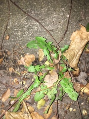 Taraxacum officinale