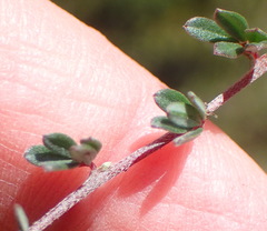 Indigofera sp19a