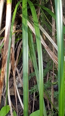 Carex lancea