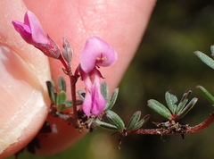 Indigofera sp19a