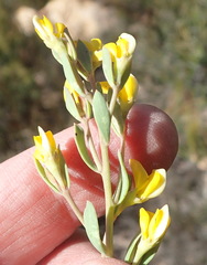 Rafnia capensis capensis