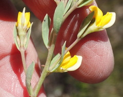 Rafnia capensis capensis