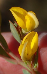 Rafnia capensis capensis