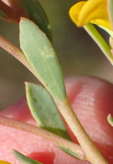 Rafnia capensis capensis