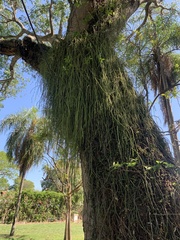 Rhipsalis floccosa