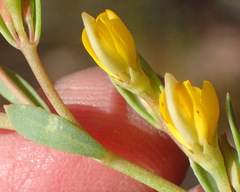 Rafnia capensis capensis