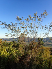 Stirtonanthus taylorianus