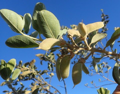 Stirtonanthus taylorianus