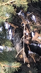 Accipiter cooperii